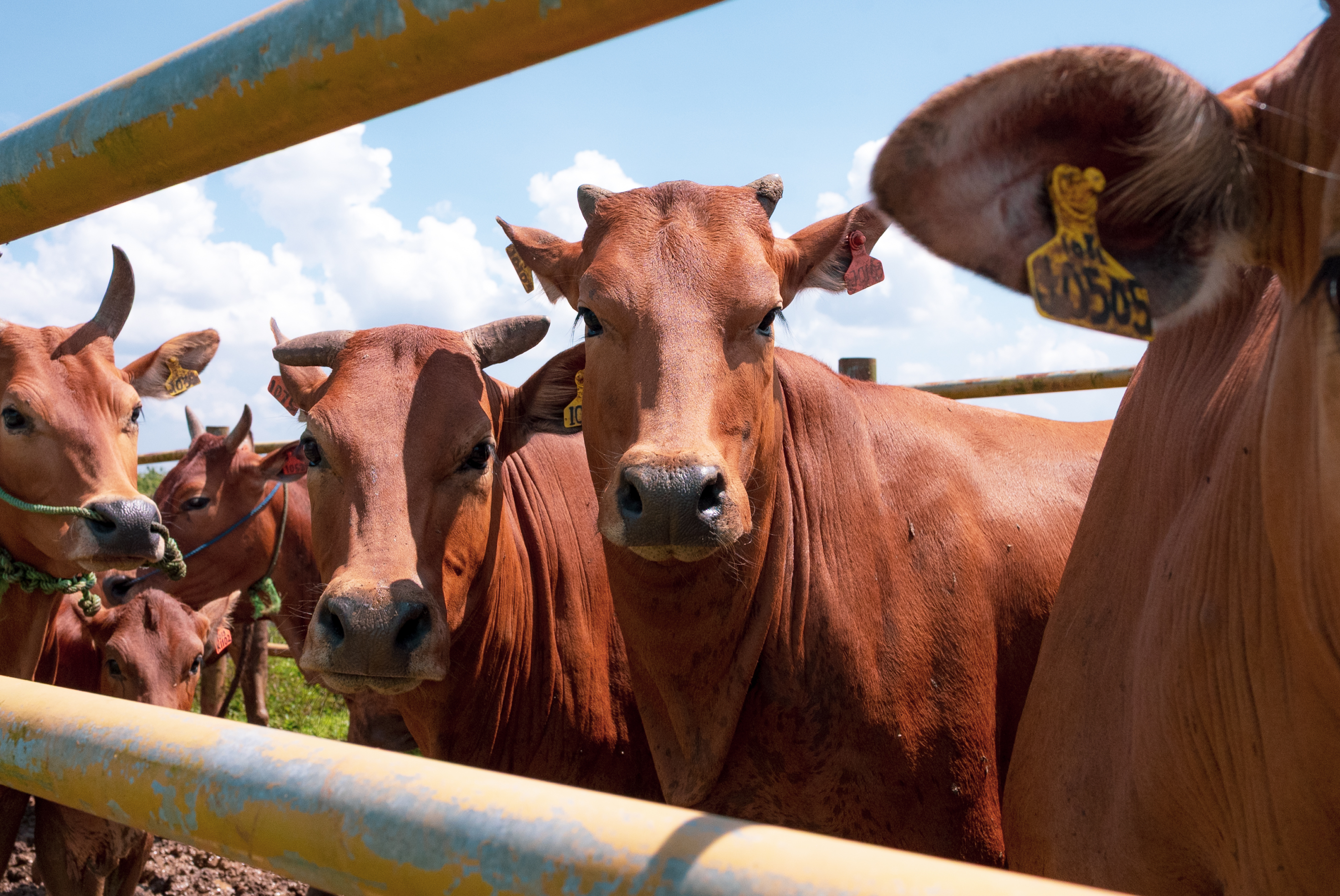 Sapi Madura