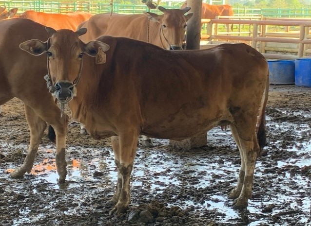 Kandang Anakan Sapi